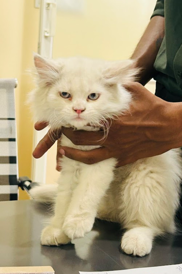 Cats patient 2